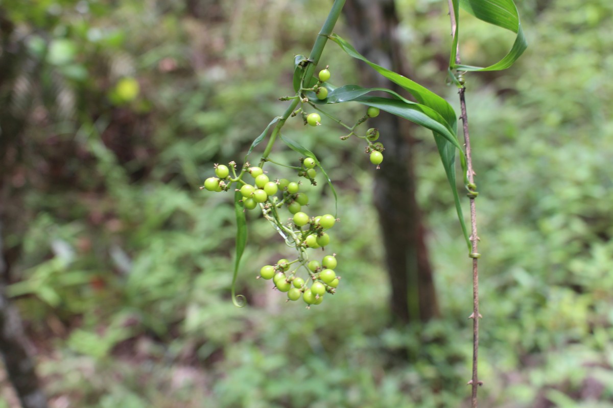 Flagellaria indica L.